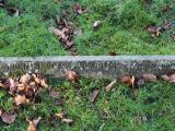 image of grave number 282422
